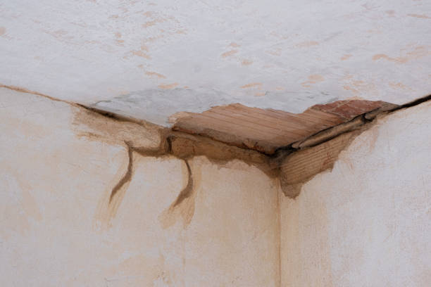 Best Professional water damage repair  in Rexland Acres, CA